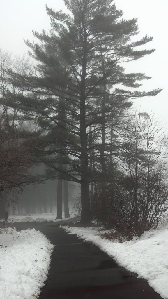Shattuck Park - Pinus strobus