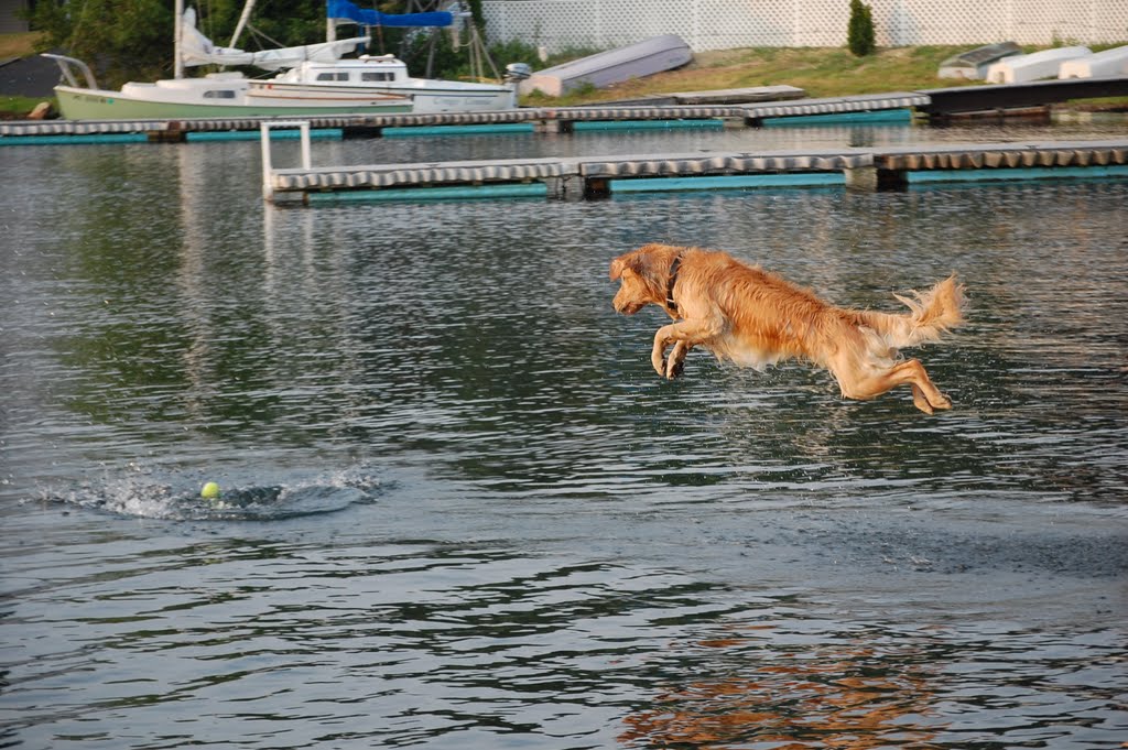 brodie chasing ball