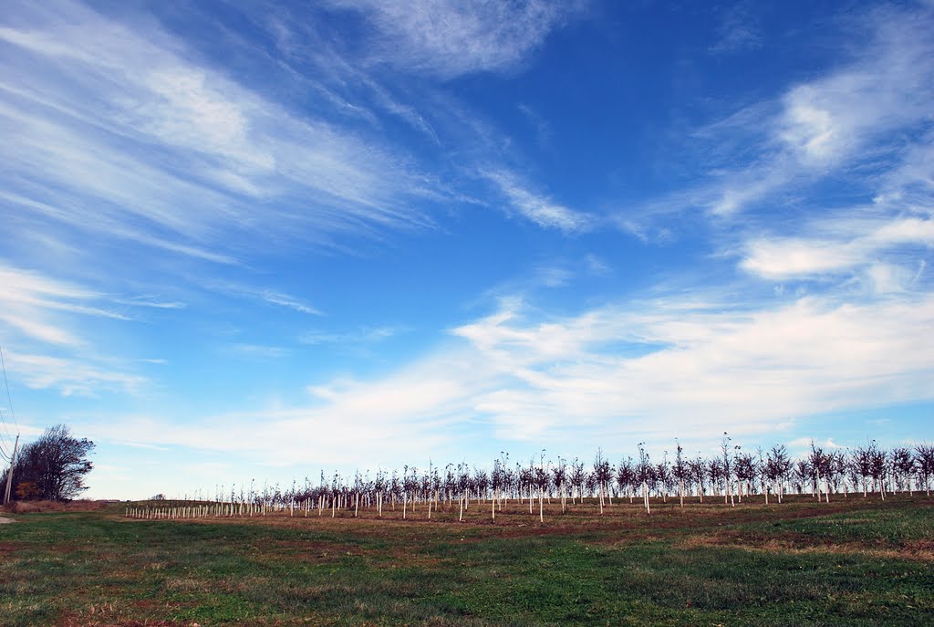 Dresser Hill Tree farm