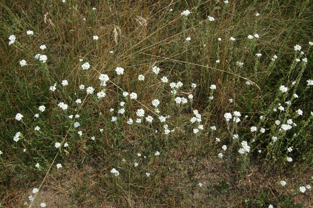Hoary Alyssum (Berteroa incana), Family: Brassicaceae;  Икотник серый, Капустные