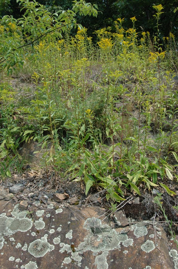 ? Canada Goldenrod (Solidago canadensis), Family: Asteraceae