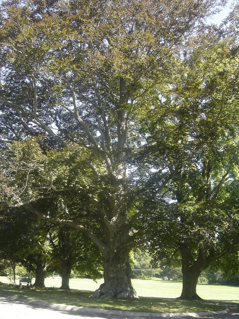 Huge Tree