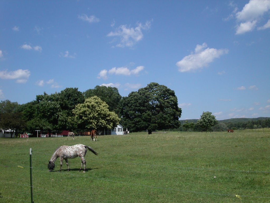 horse in a field