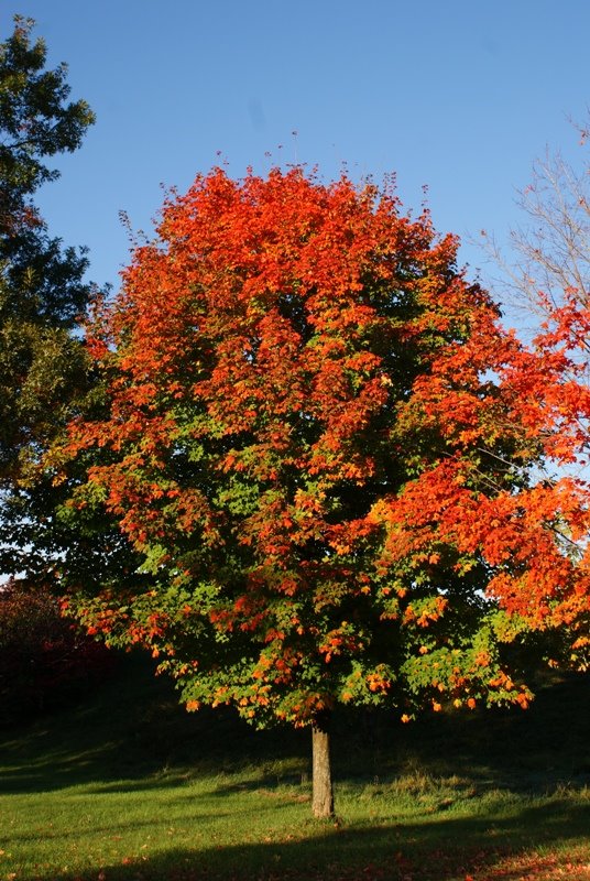 Bright morning Orange, Enfield Ct.