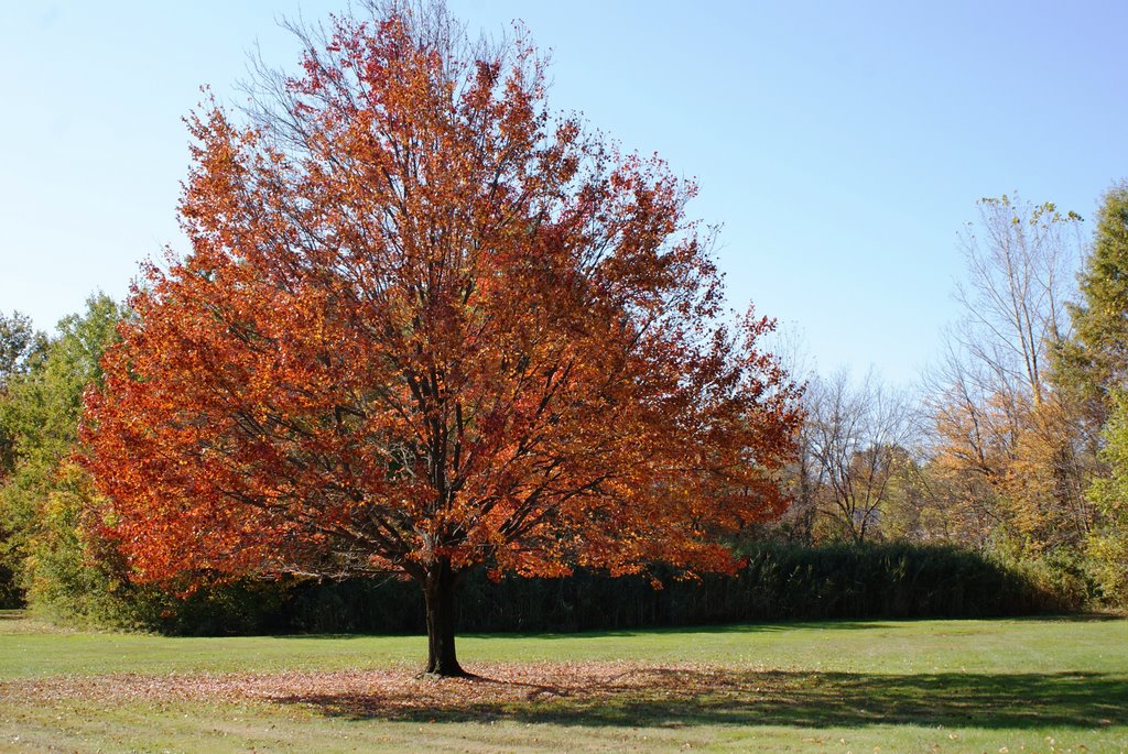Autumn Maple