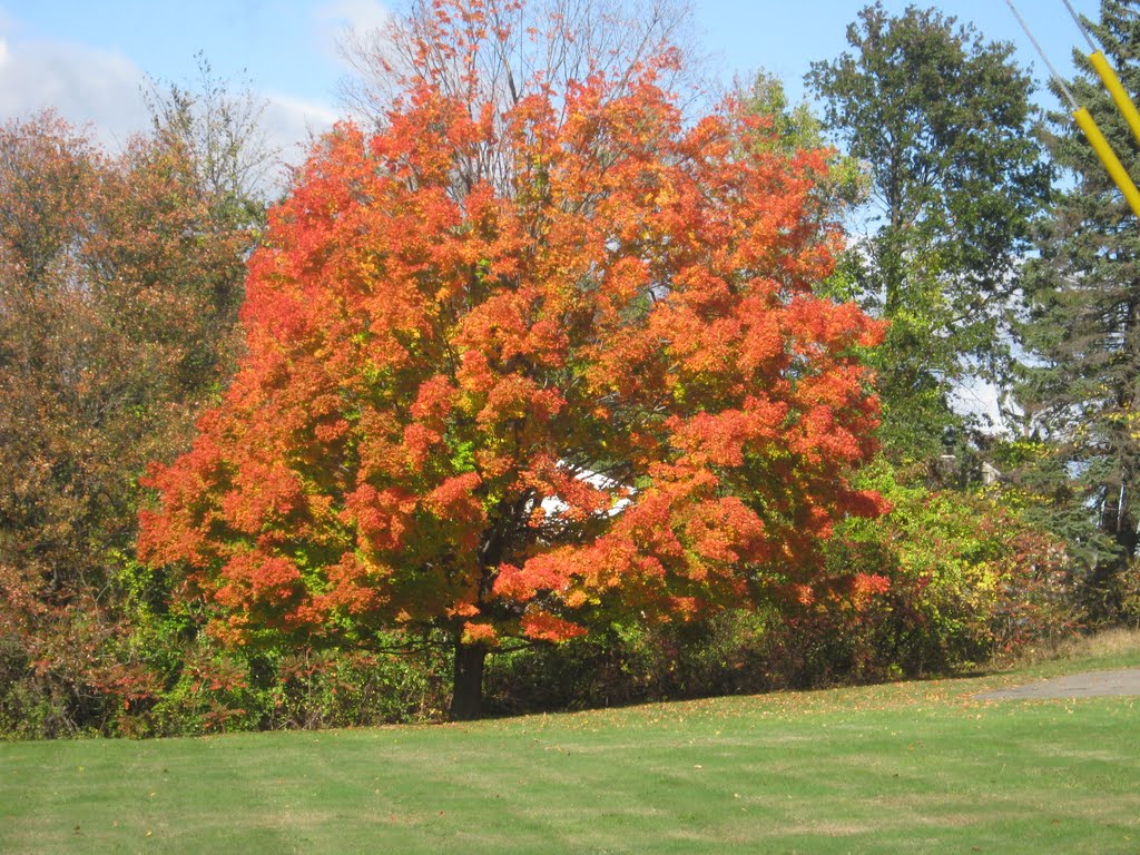 ARBOL  DE MUY LINDO COLOR