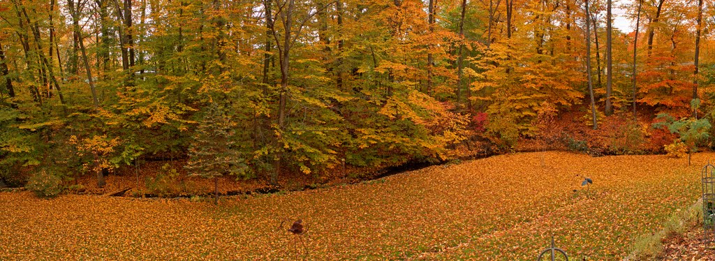 Backyard in Autumn