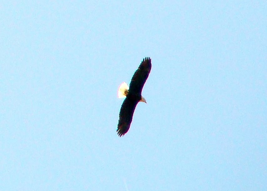 New England Bald Eagle