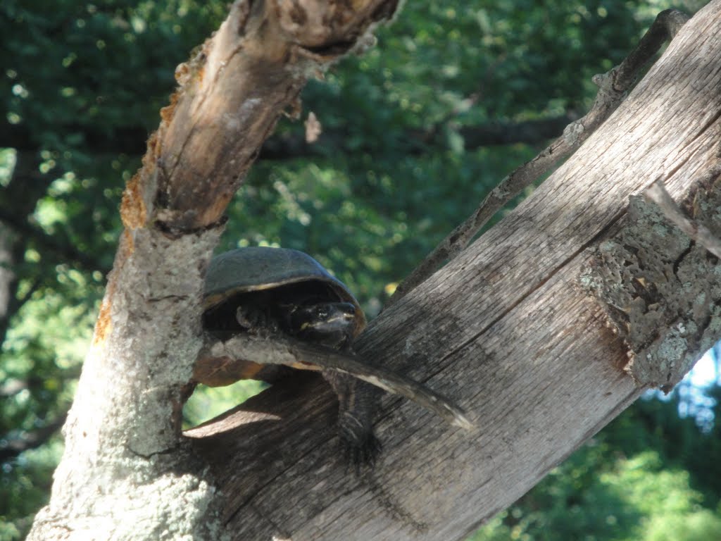 Turtle in a tree