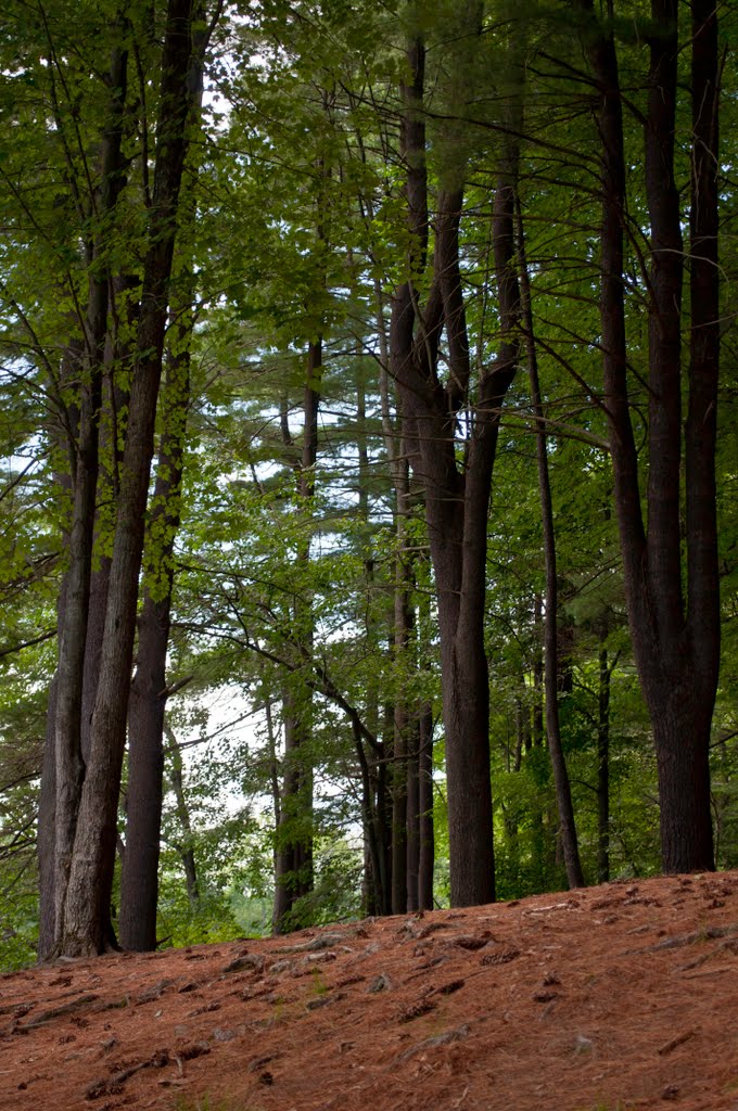 Porter Lake Trail, Forest Park, Springfield, Massachusetts