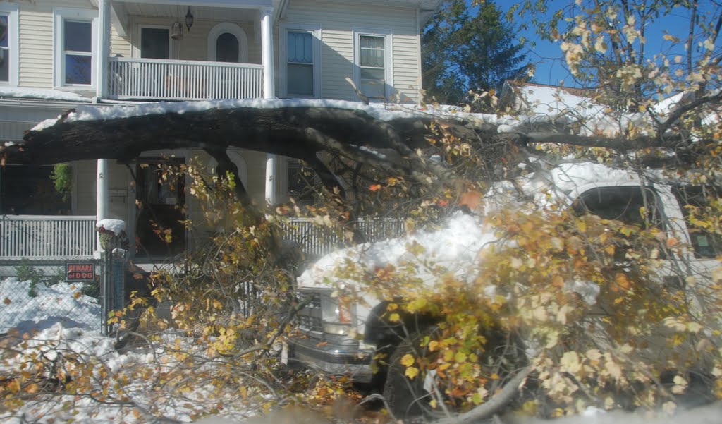 Tree fallen on truck during October Storm (Alfred), Springfield, Massachusetts