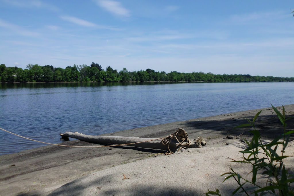 driftwood on the Ct. river