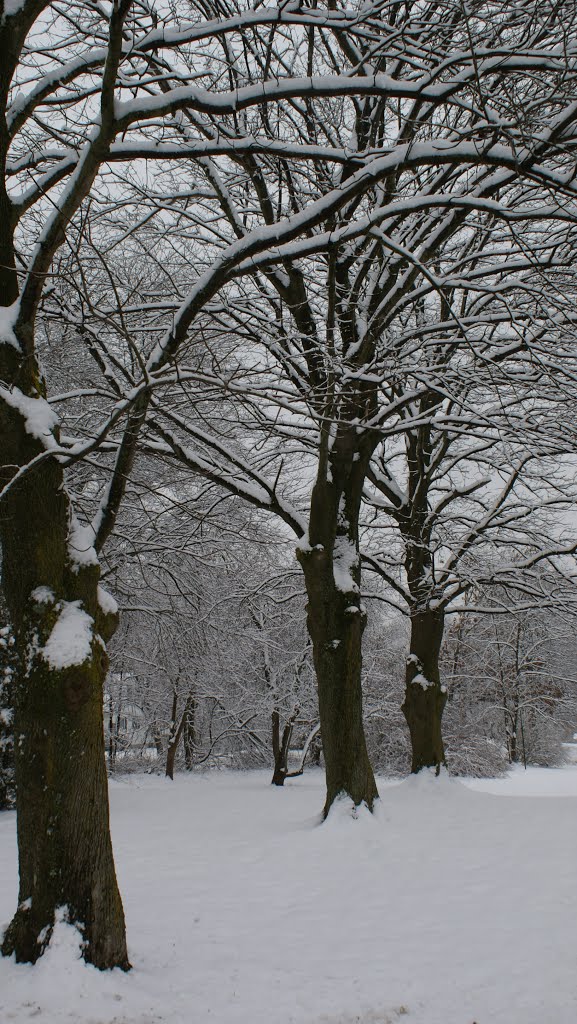 maple trees in winter