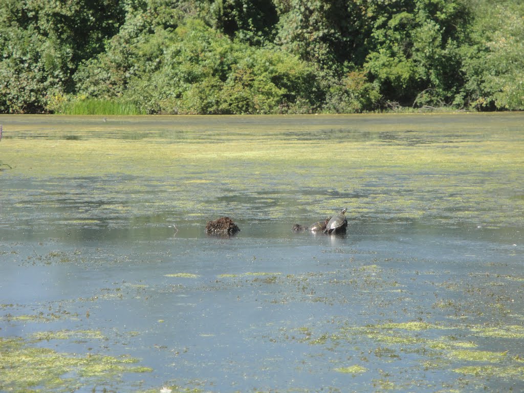 Turtles warming themselves