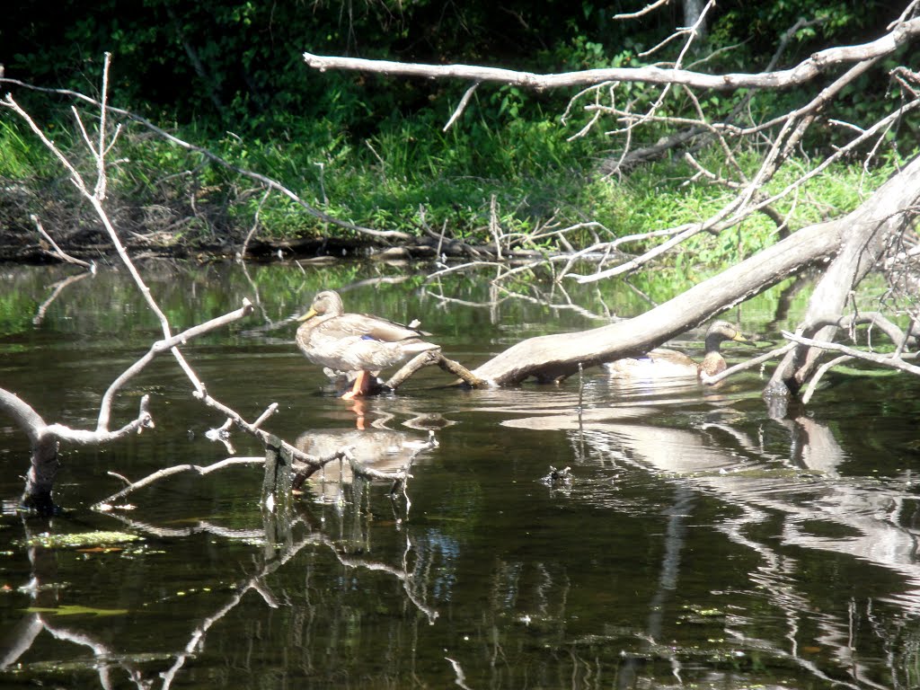 Ducks