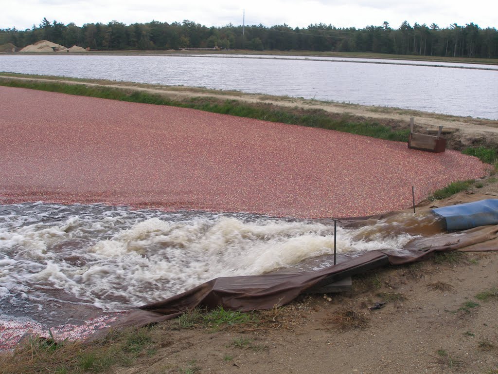 Cranberry Bog Harvest