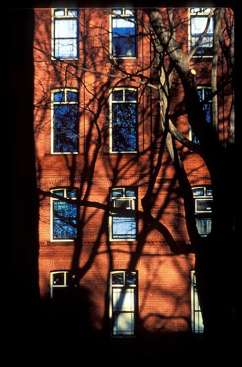Cambridge, Harvard University, MA, USA