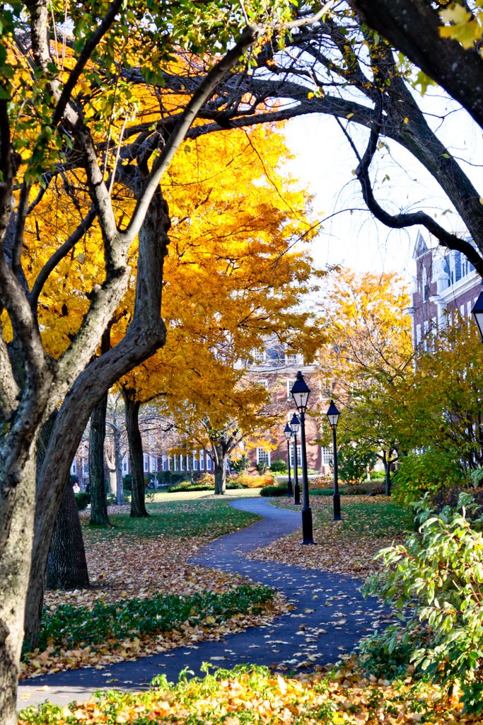Autumn Alley from a Fairytale