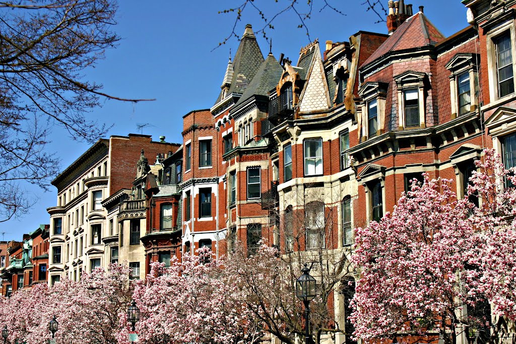Bostons Magnolias in bloom