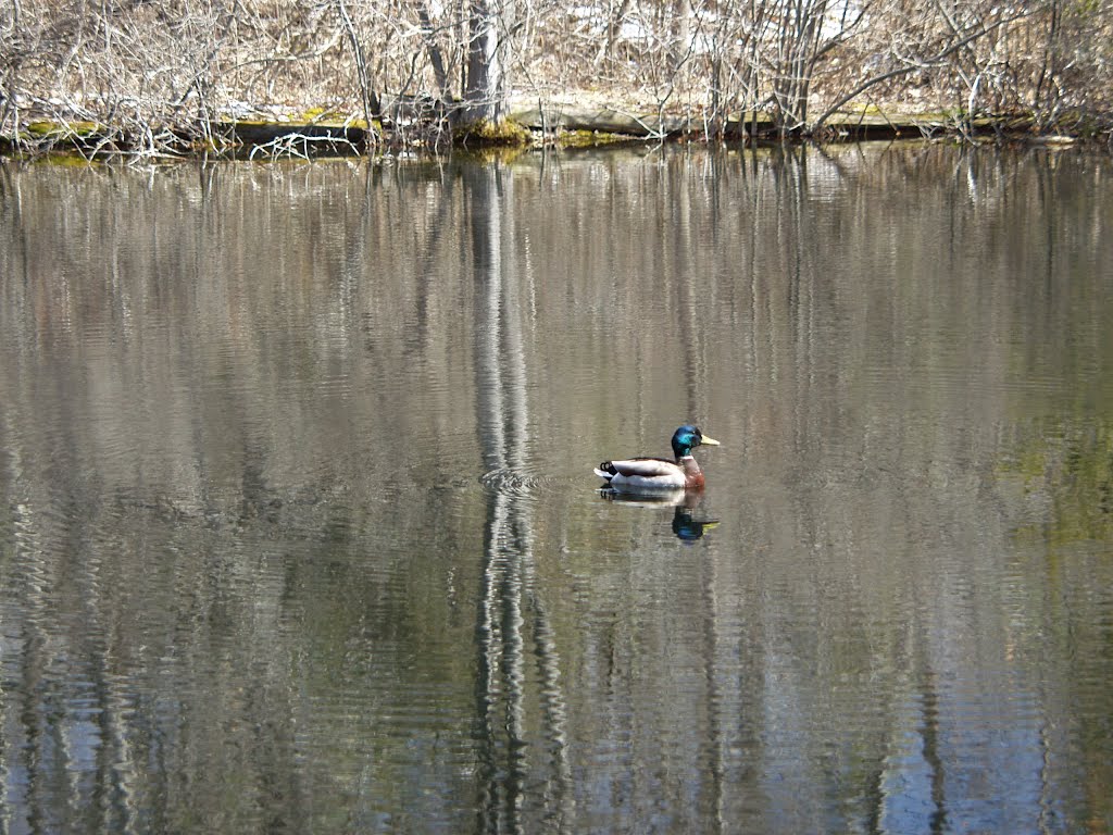 MASSACHUSETTS: LEXINGTON: Mallard duck on the pond