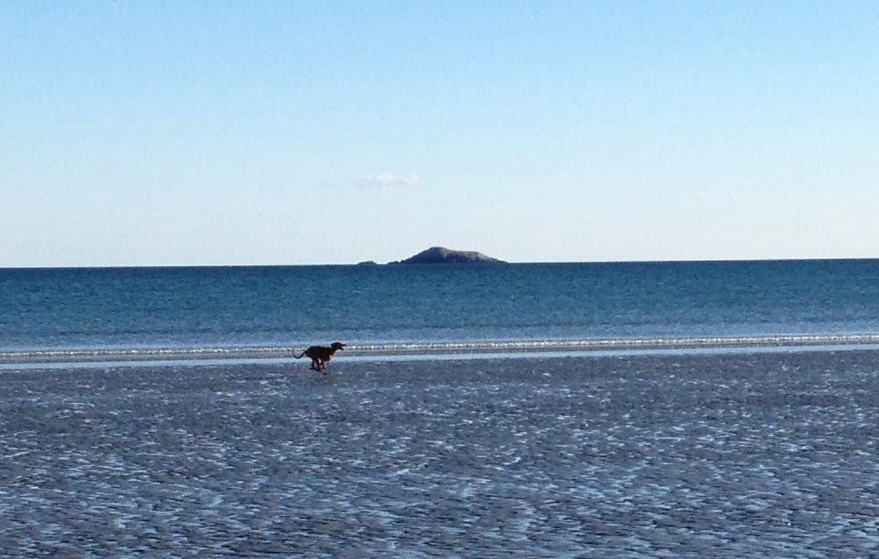 Running dog on the background of Egg Rock
