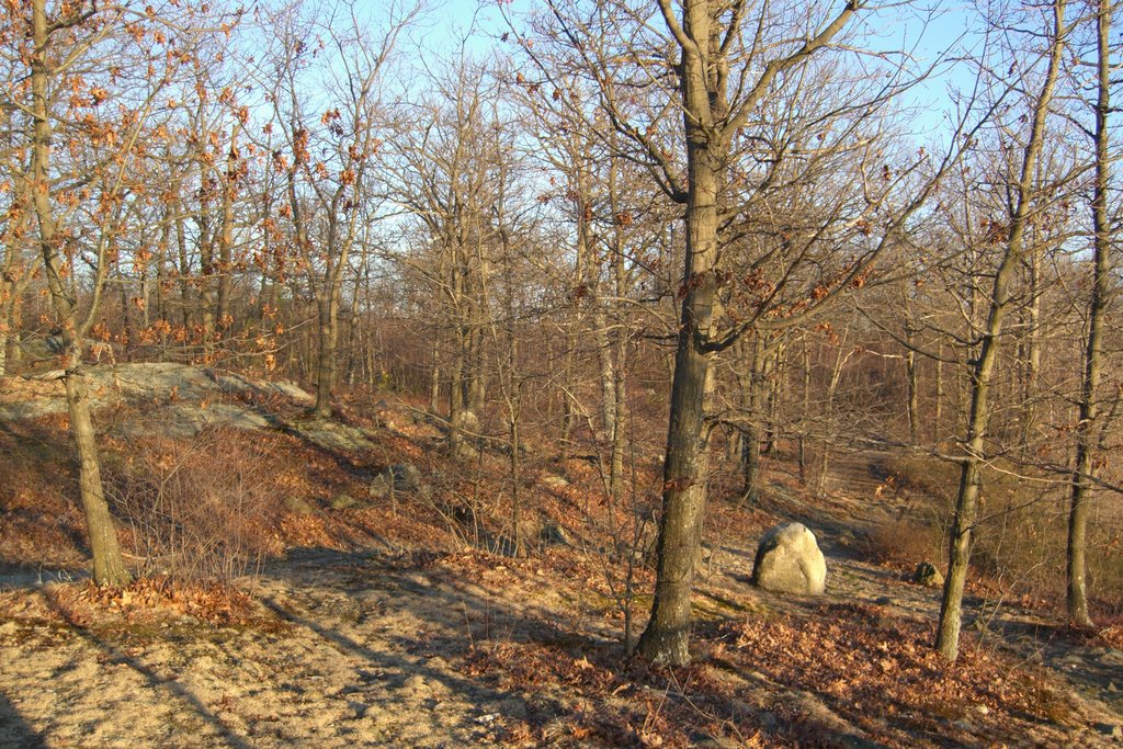 Lynn Woods