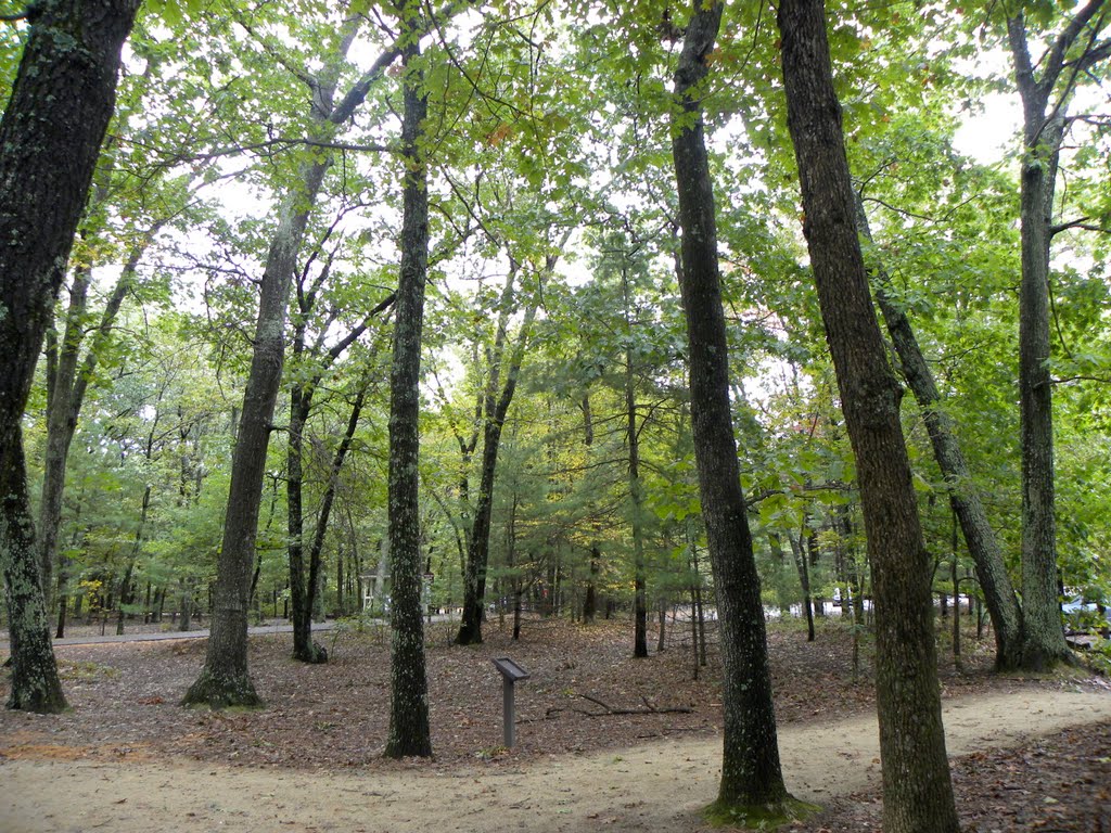 Wooded area by Walden Pond