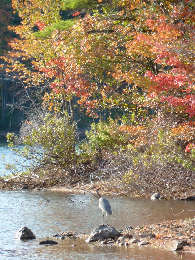 Great Blue Heron in The Fells