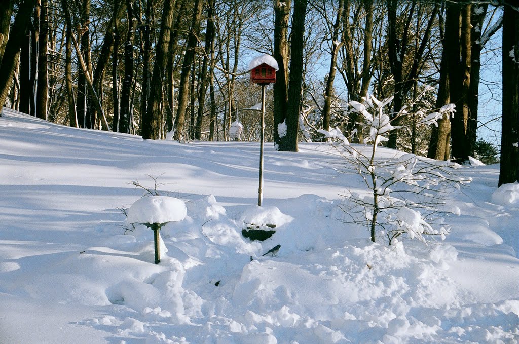 Early bird gets the icicle