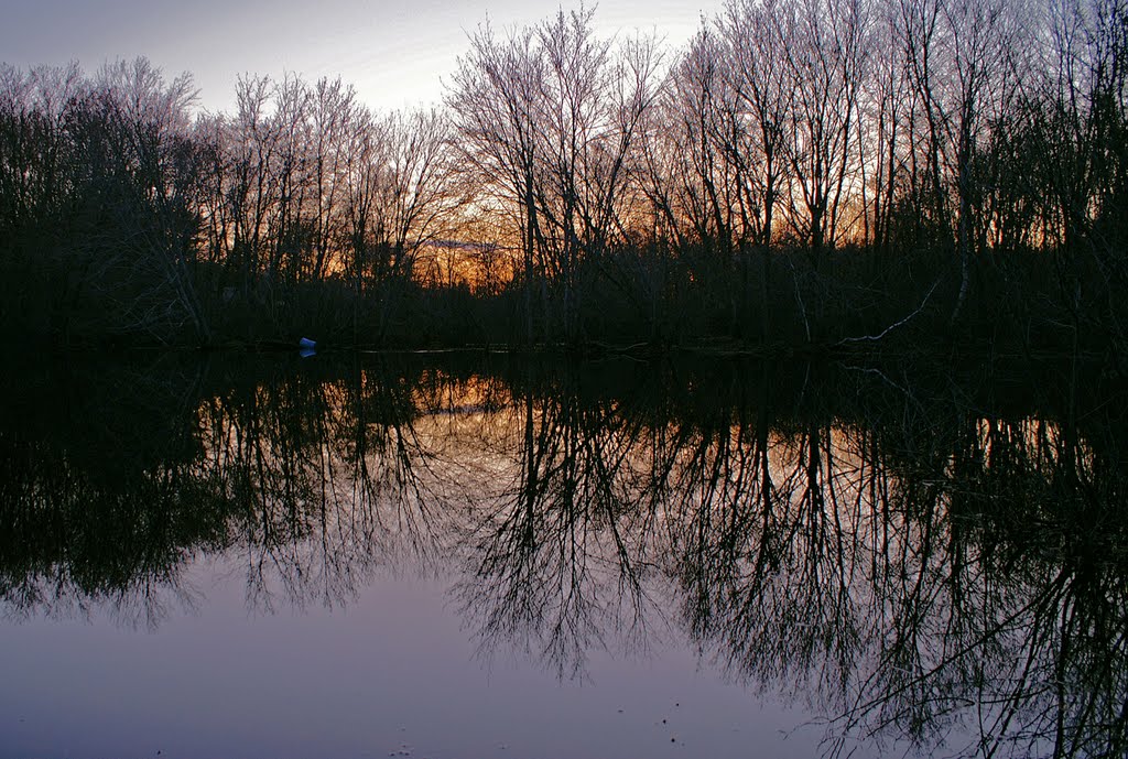 Bare Trees