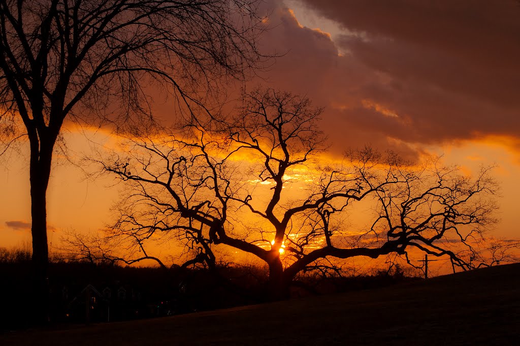 Gnarly Tree