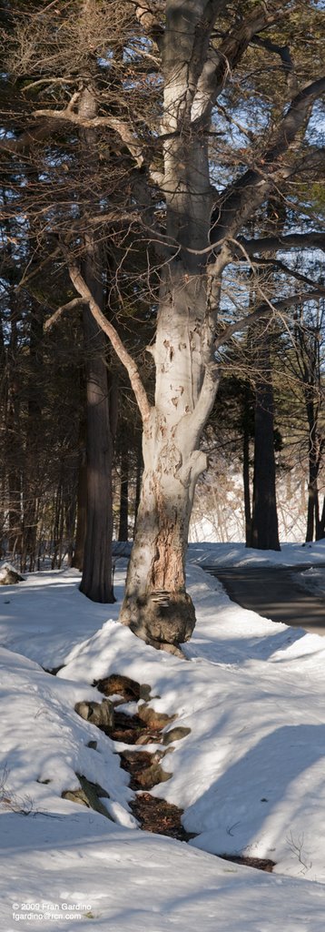 Pine Banks Tree with Frozen Brook