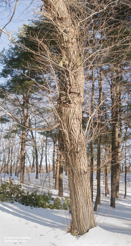 Pine Banks Park Tree in the Snow