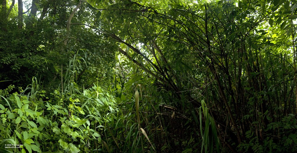 Everett Green Jungle