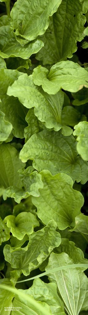 Everett Garlic Mustard Weed - Concerto for Horns and Strings
