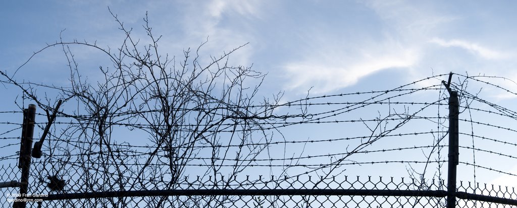Everett Barbed Wire with Musical Branches