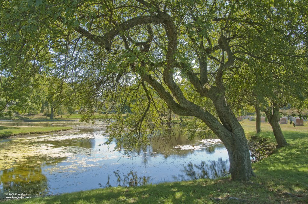 Malden Pond Tree