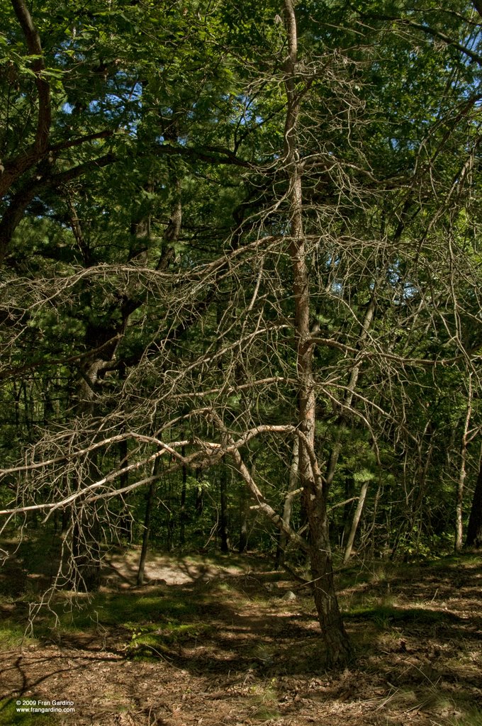 Detail of the Dead Tree