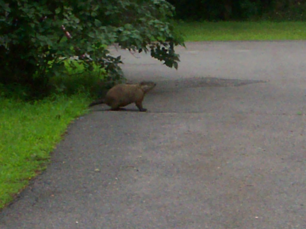 does any one know what this is in Malden