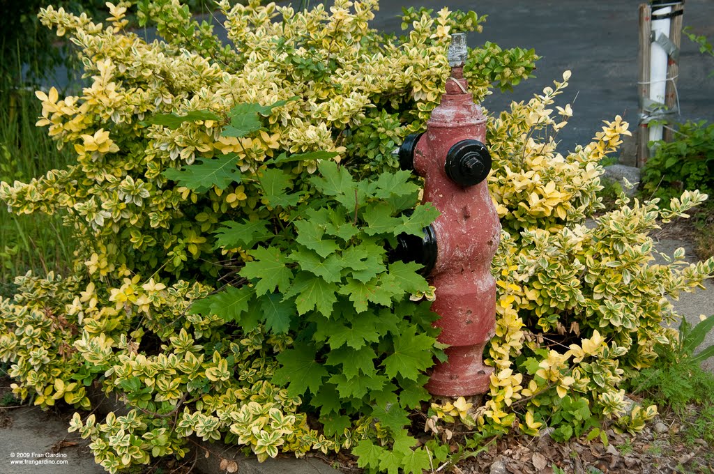 Malden Fire Hydrant Bouquet