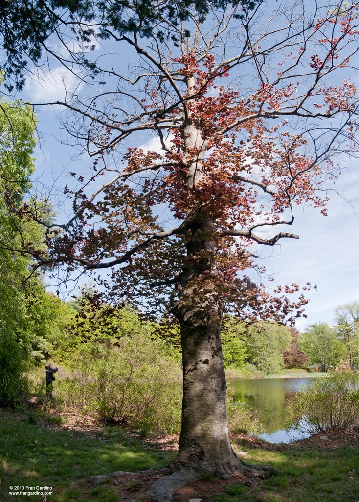 Great Old Red in Pine Banks Park