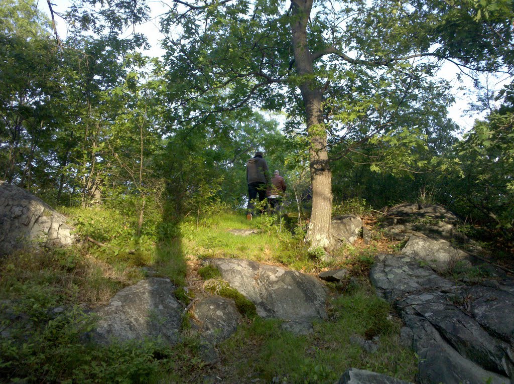 Fells Woods
