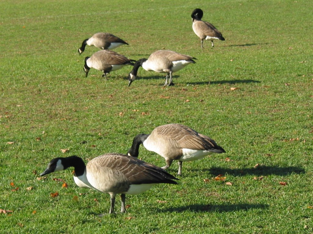 Geese around Malden Park
