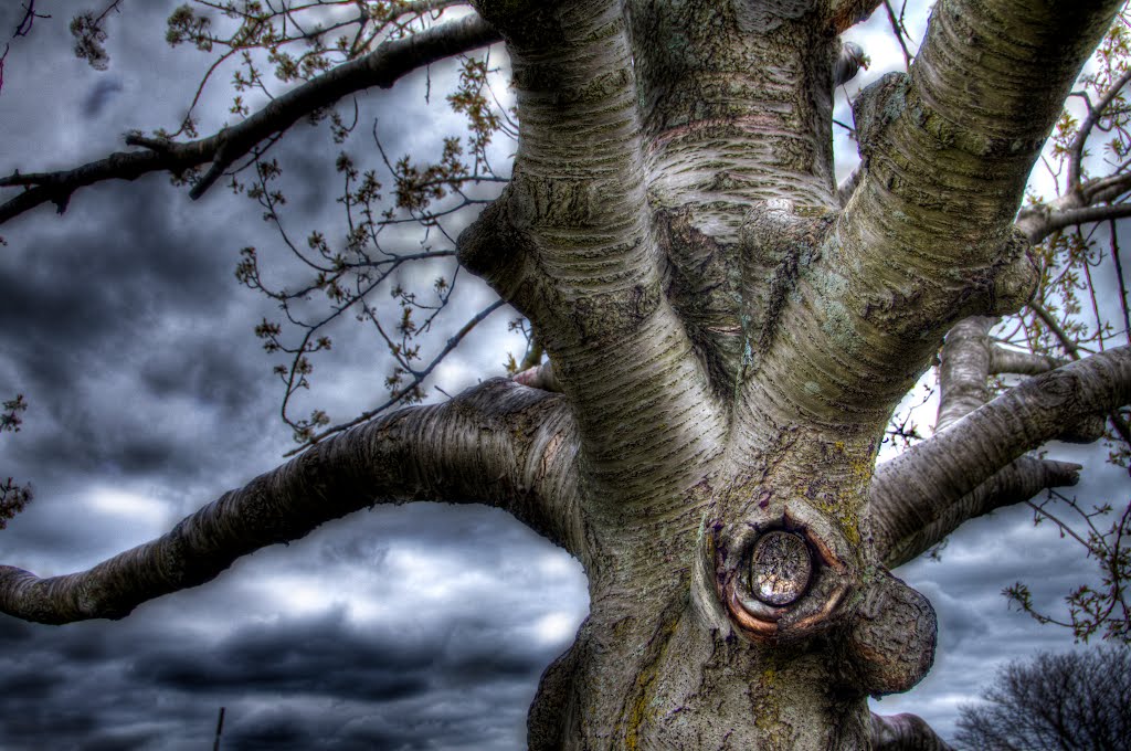 A different look at the lonely tree