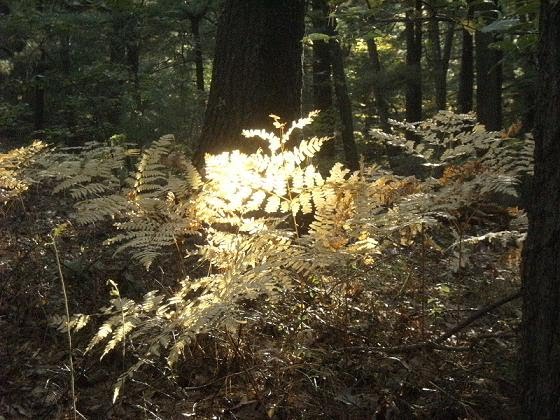 Ferns: Middlesex Fells Massachusetts