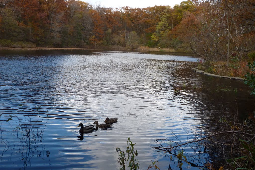 Bellevue Pond