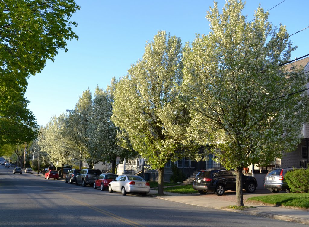 Dogwoods on College Ave, Somerville near Tufts. May 1