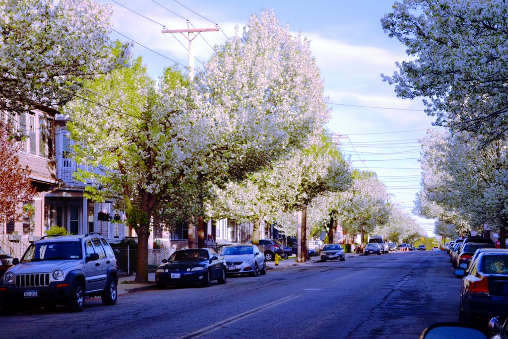 Dogwoods on Boston Ave, Medford. May 1