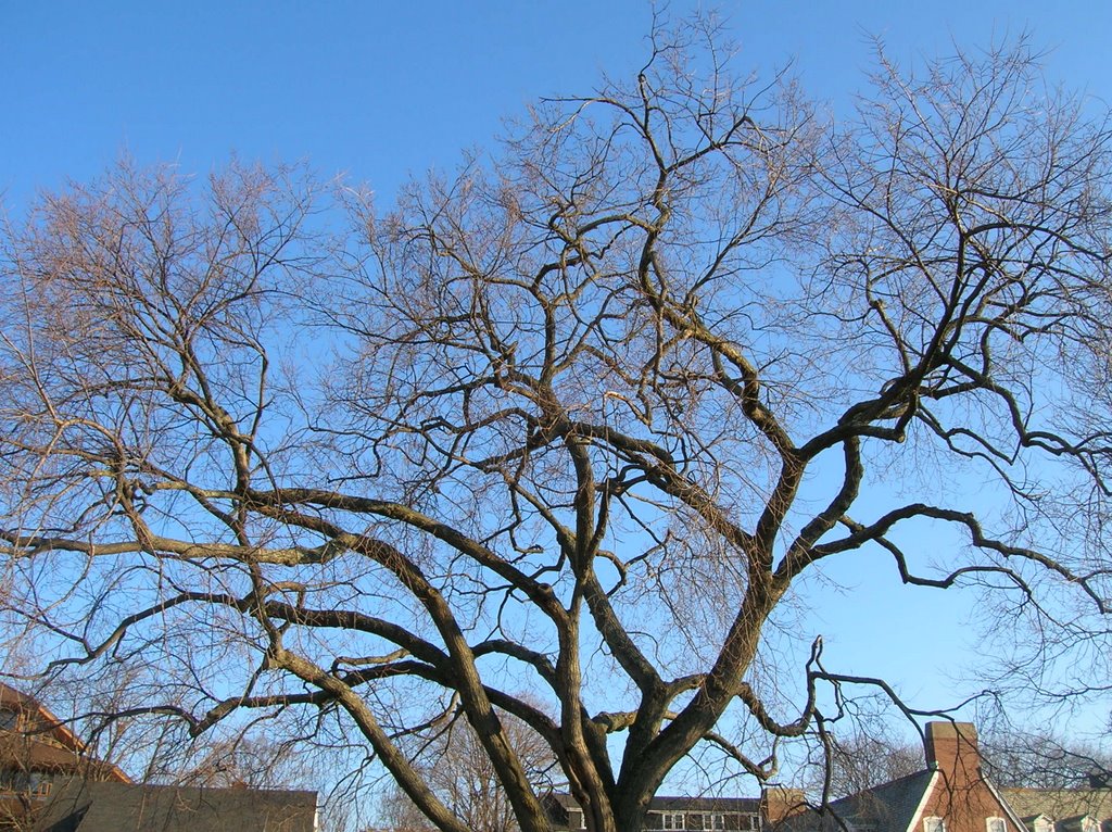 Cool Tree