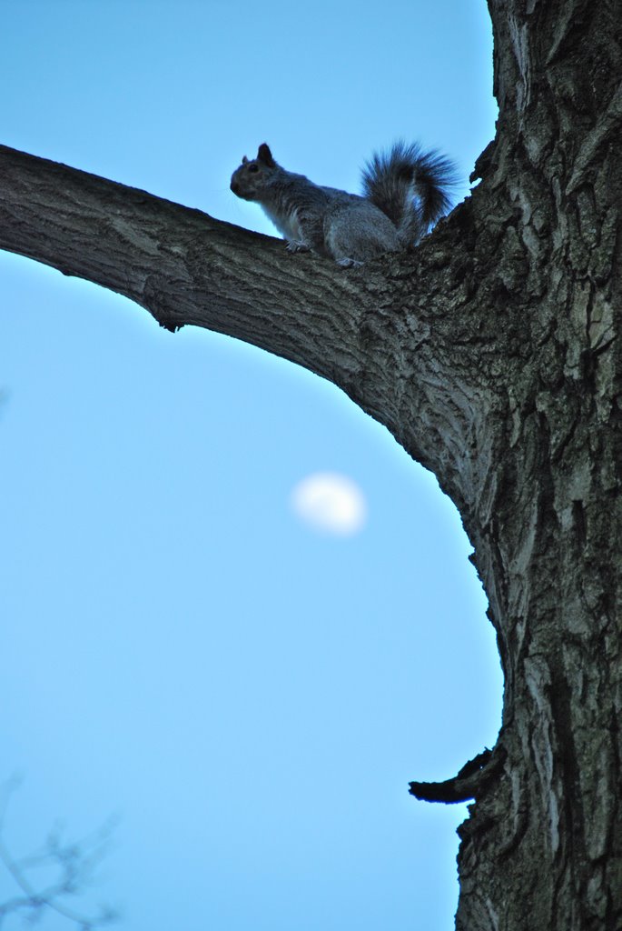 Squirrel
